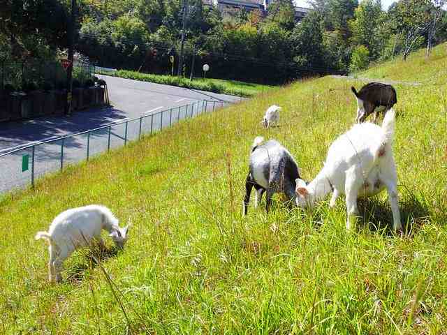 日本推出租羊吃草业务-羊喜欢吃什么草-第2张图片