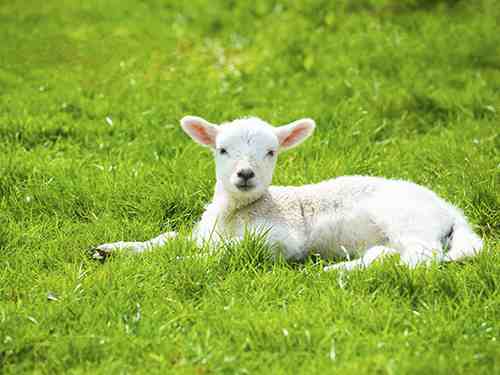 日本推出租羊吃草业务-羊喜欢吃什么草-第3张图片