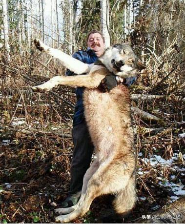 世界上体型最大的狼|品种（世界上体型最大的狼在哪）-第3张图片