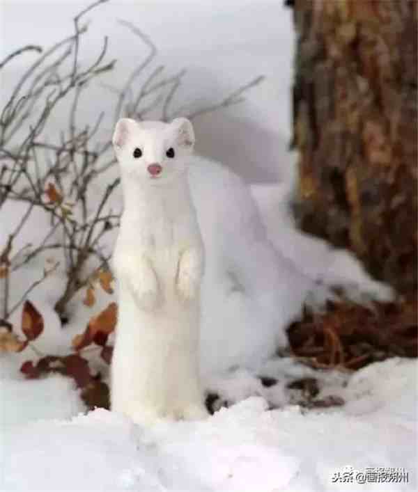 动物是怎样过冬的（野外的动物是怎么过冬的呢？）-第3张图片