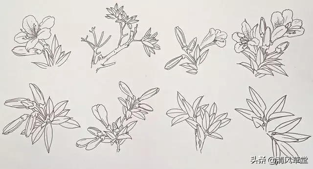 花的画法(史上最全花卉画法)-第2张图片 花的画法(史上最全花卉画法)-第2张图片