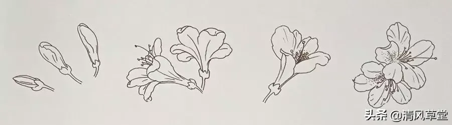 花的画法(史上最全花卉画法)-第1张图片 花的画法(史上最全花卉画法)-第1张图片