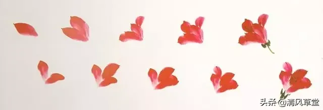 花的画法(史上最全花卉画法)-第4张图片 花的画法(史上最全花卉画法)-第4张图片
