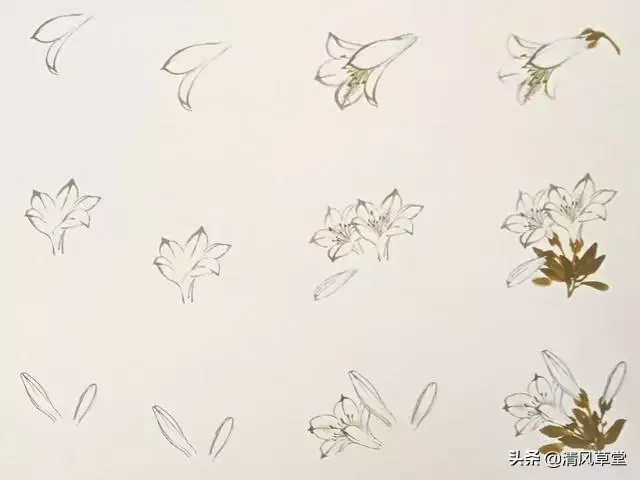 花的画法(史上最全花卉画法)-第3张图片 花的画法(史上最全花卉画法)-第3张图片