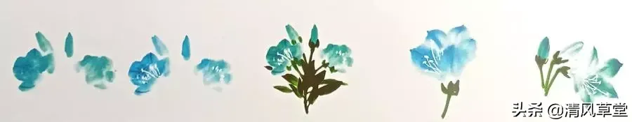 花的画法(史上最全花卉画法)-第6张图片 花的画法(史上最全花卉画法)-第6张图片