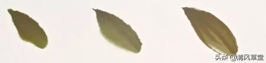 花的画法(史上最全花卉画法)-第7张图片 花的画法(史上最全花卉画法)-第7张图片
