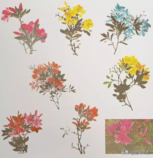 花的画法(史上最全花卉画法)-第16张图片 花的画法(史上最全花卉画法)-第16张图片