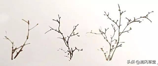 花的画法(史上最全花卉画法)-第13张图片 花的画法(史上最全花卉画法)-第13张图片