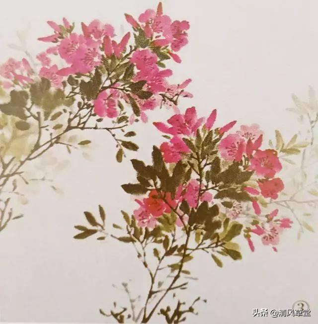 花的画法(史上最全花卉画法)-第19张图片 花的画法(史上最全花卉画法)-第19张图片