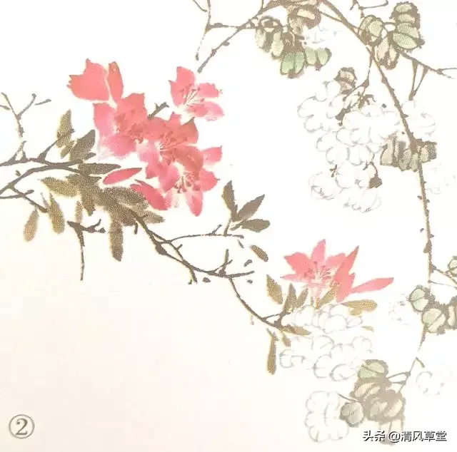 花的画法（史上最全花卉画法）-第22张图片