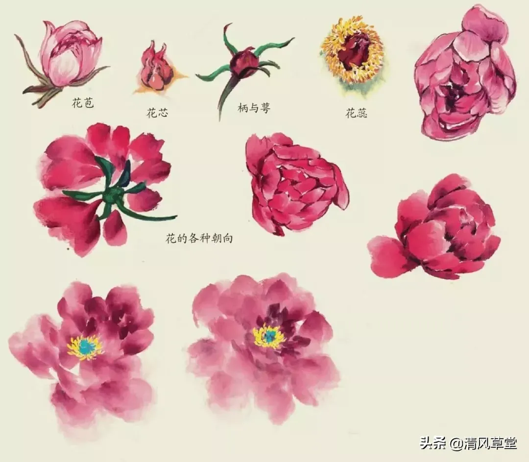 花的画法(史上最全花卉画法)-第28张图片 花的画法(史上最全花卉画法)-第28张图片