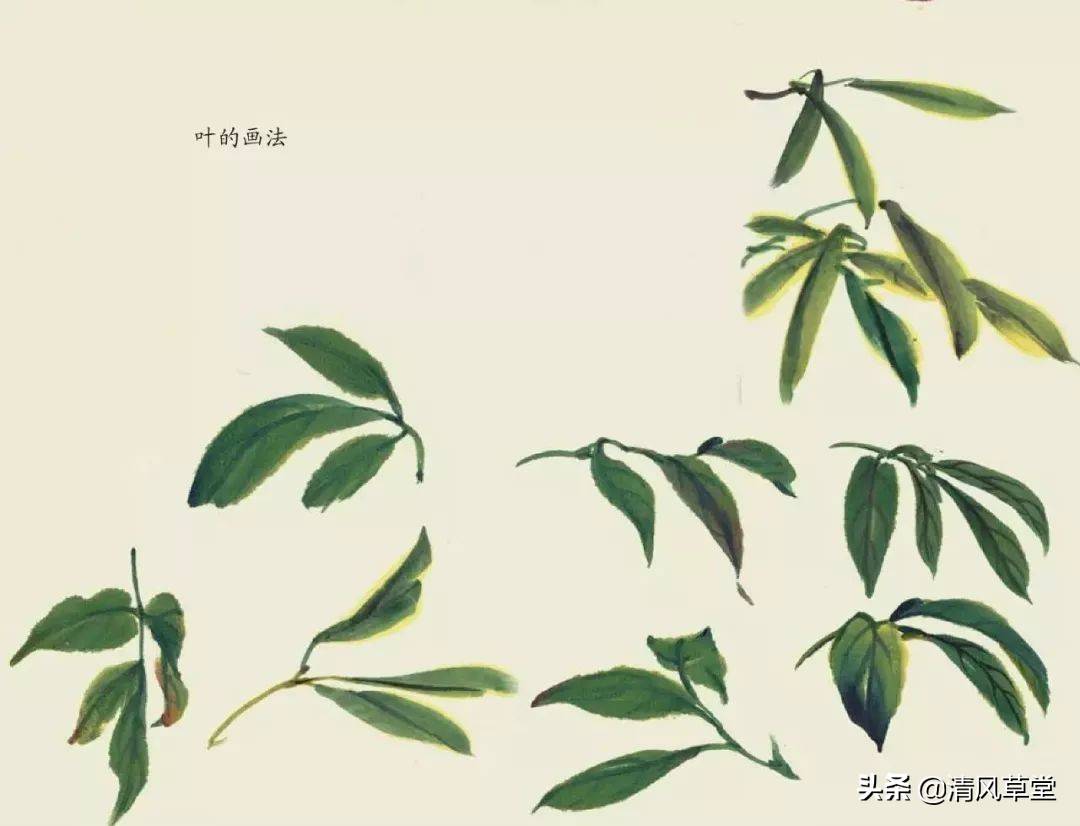 花的画法（史上最全花卉画法）-第31张图片