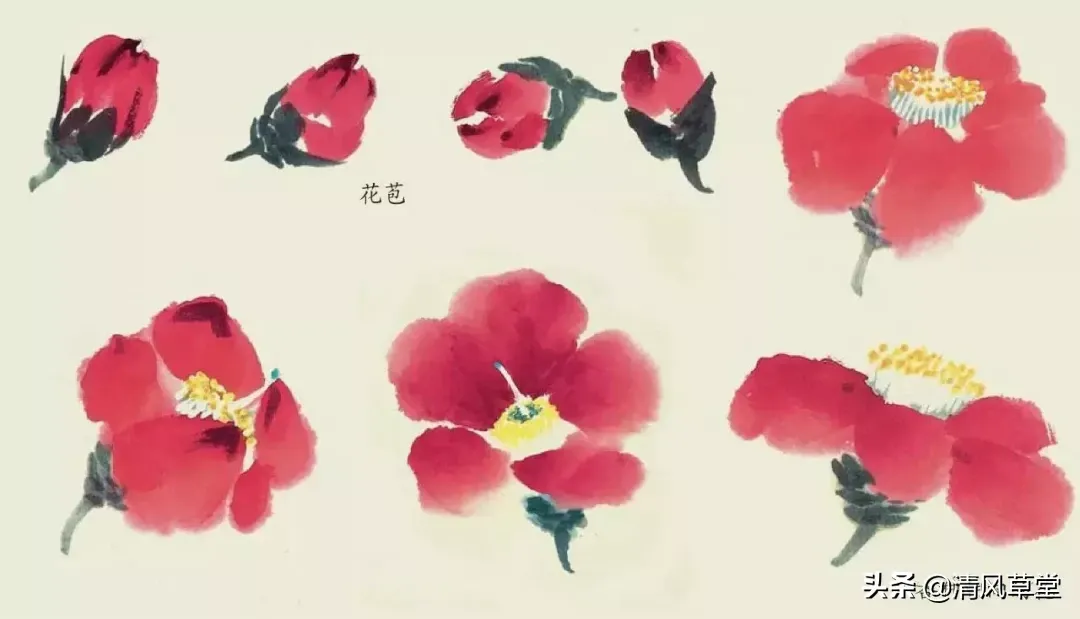 花的画法(史上最全花卉画法)-第35张图片 花的画法(史上最全花卉画法)-第35张图片