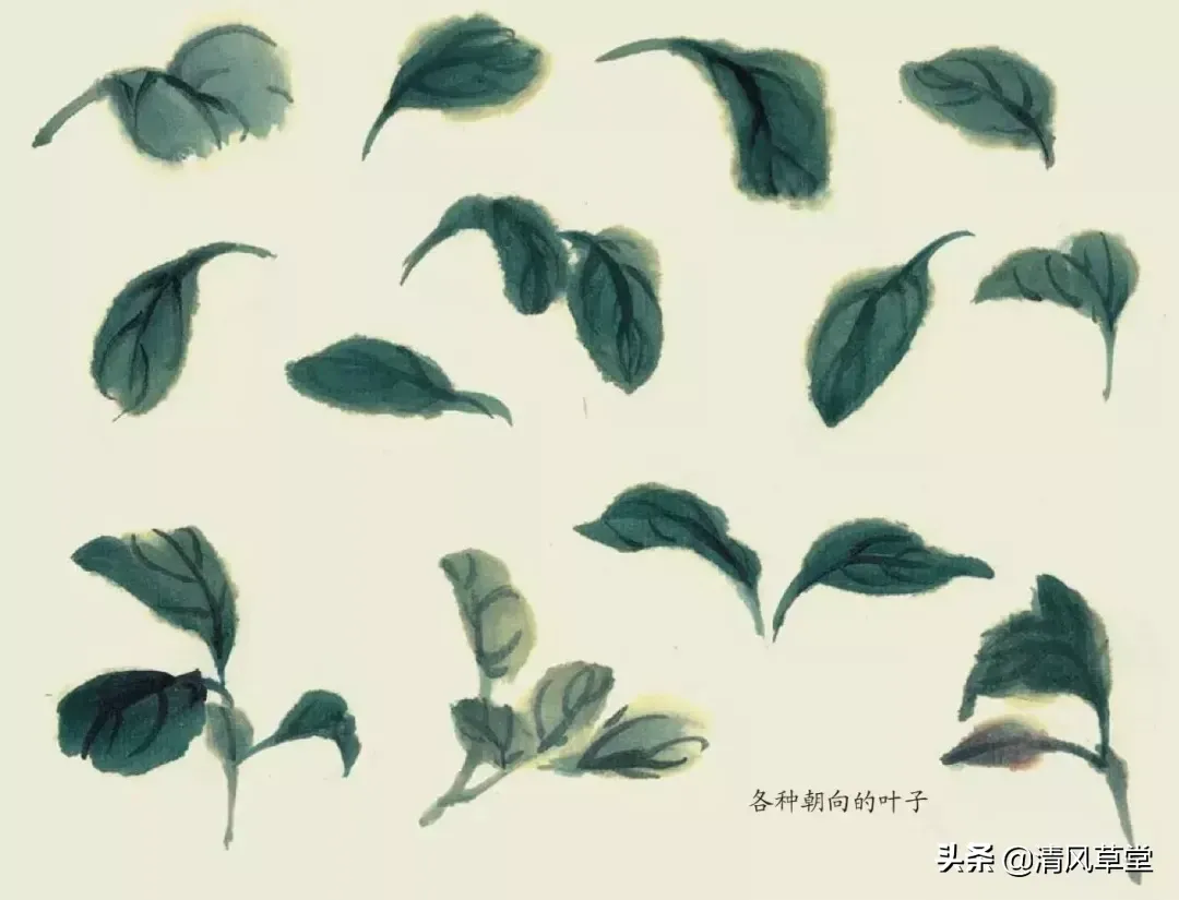 花的画法(史上最全花卉画法)-第36张图片 花的画法(史上最全花卉画法)-第36张图片