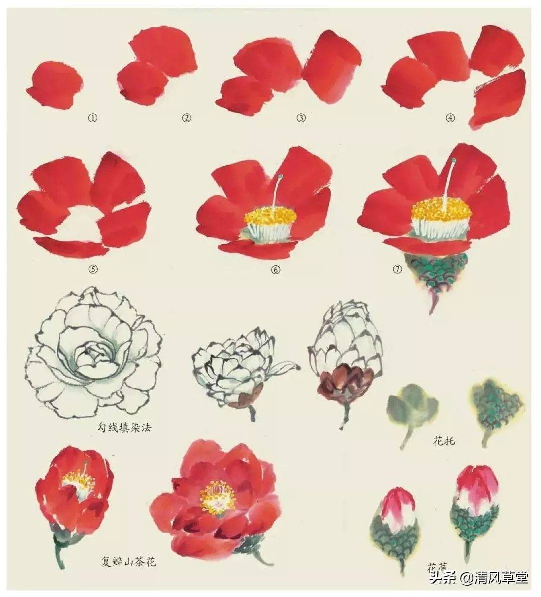 花的画法(史上最全花卉画法)-第34张图片 花的画法(史上最全花卉画法)-第34张图片
