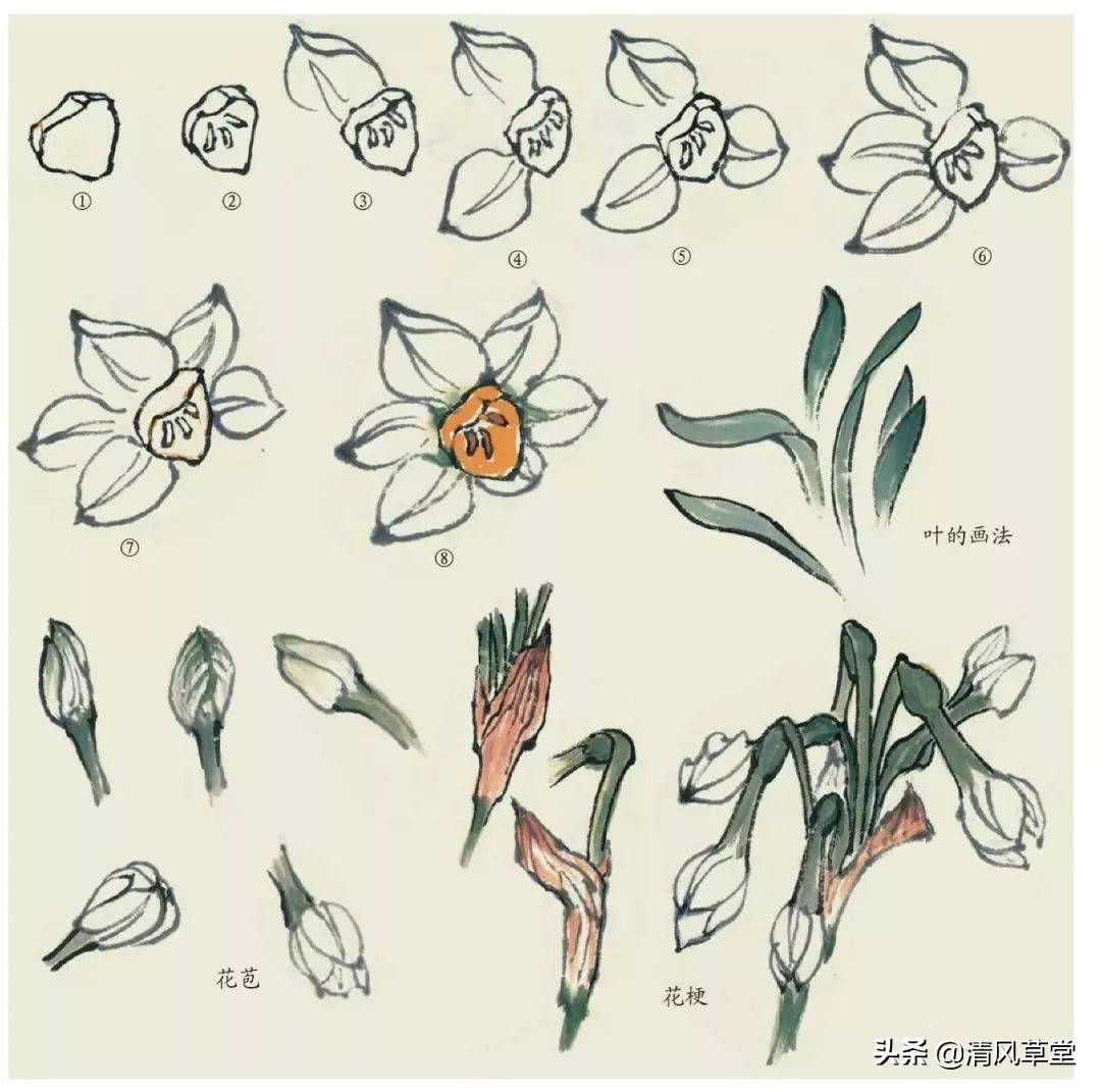 花的画法(史上最全花卉画法)-第38张图片 花的画法(史上最全花卉画法)-第38张图片
