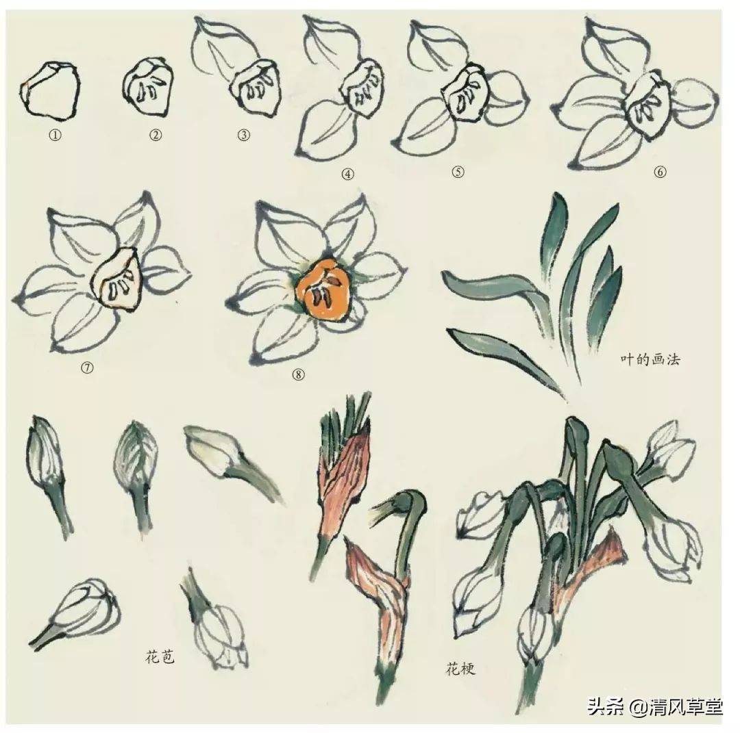 花的画法（史上最全花卉画法）-第38张图片