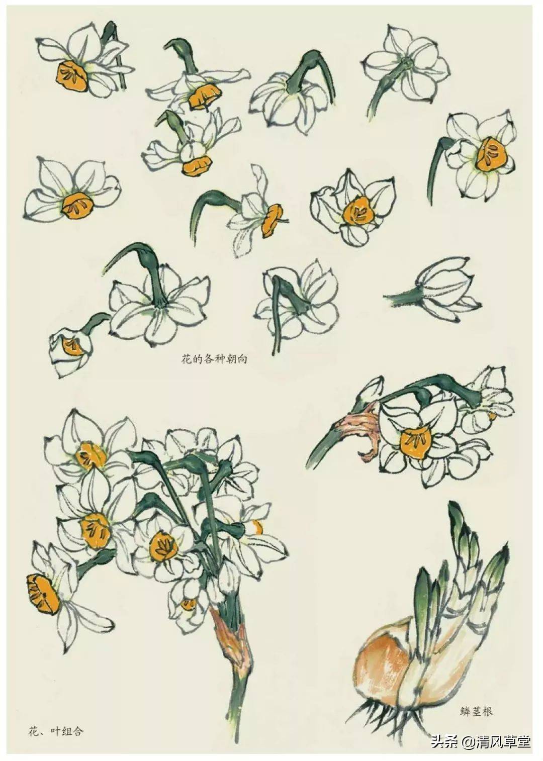 花的画法(史上最全花卉画法)-第39张图片 花的画法(史上最全花卉画法)-第39张图片