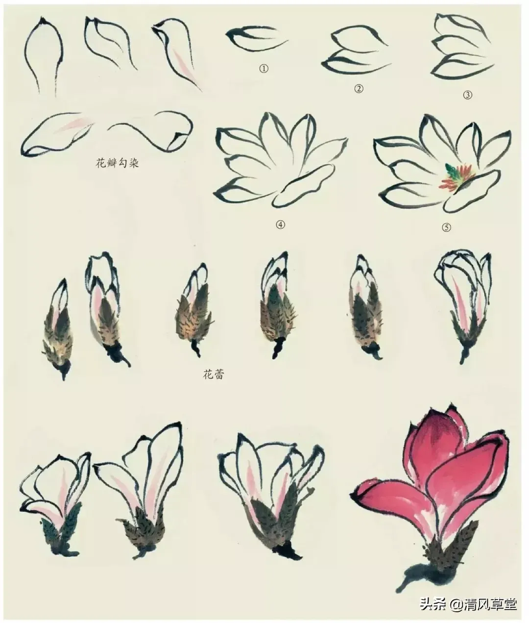 花的画法(史上最全花卉画法)-第41张图片 花的画法(史上最全花卉画法)-第41张图片