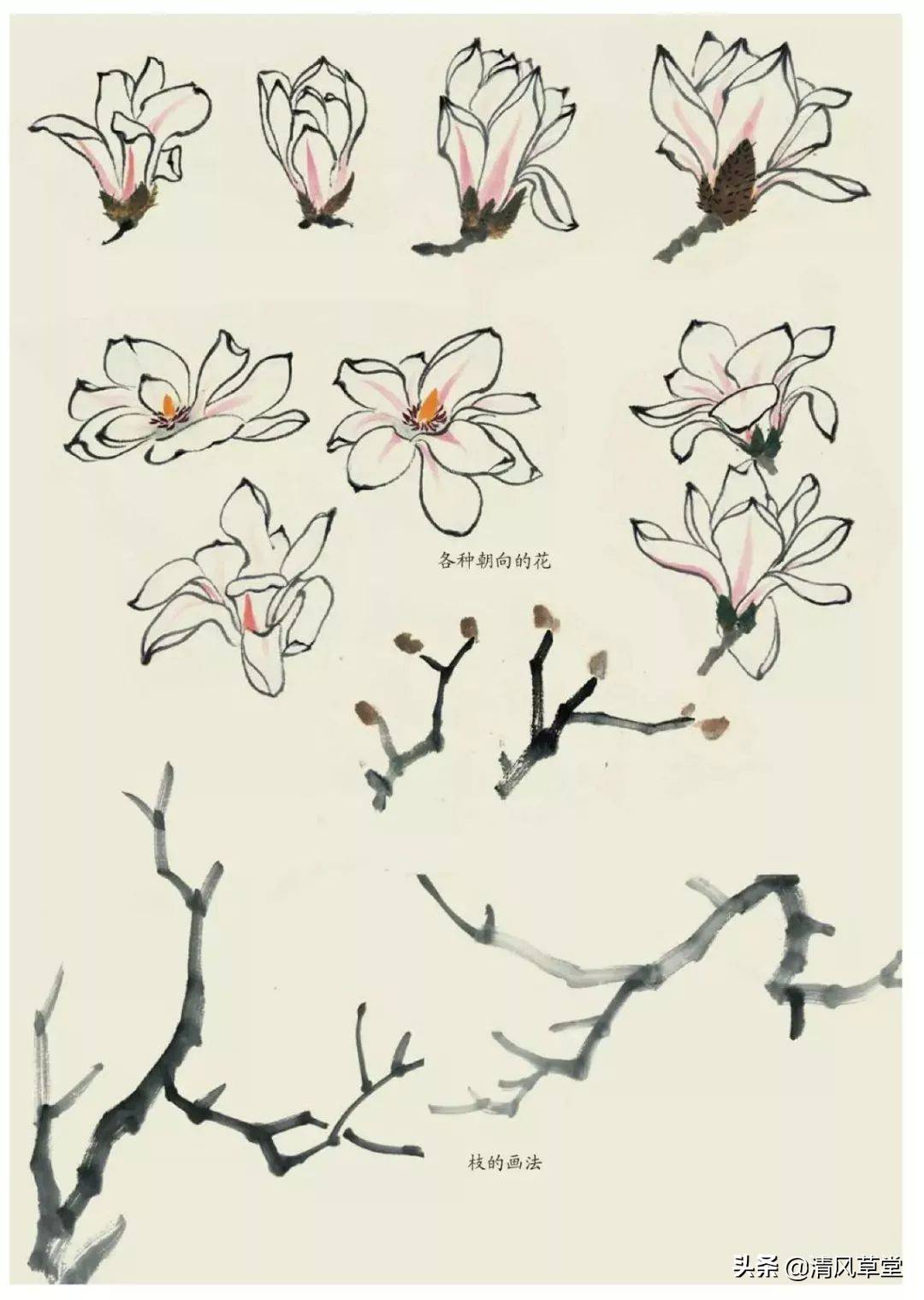 花的画法(史上最全花卉画法)-第42张图片 花的画法(史上最全花卉画法)-第42张图片