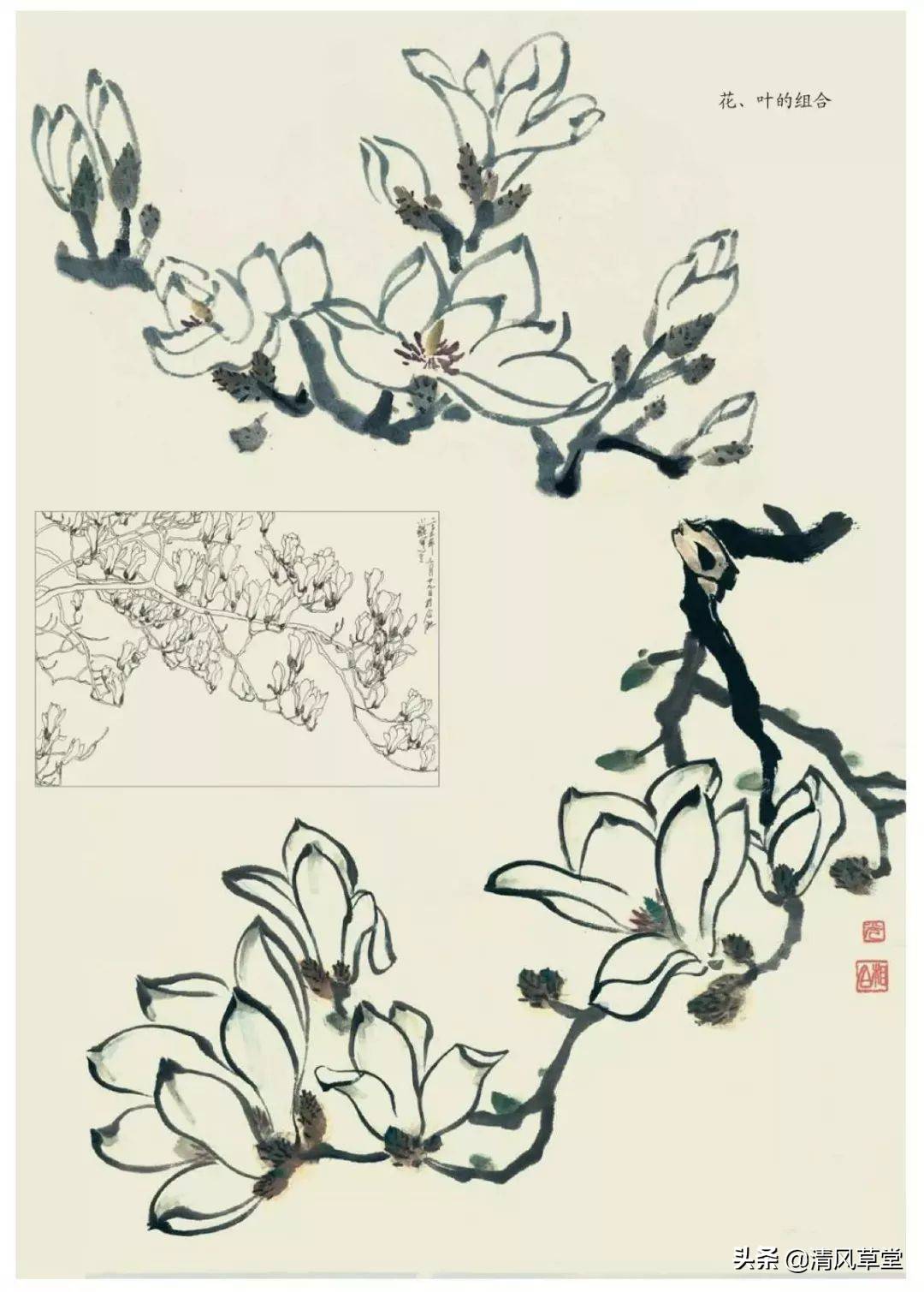 花的画法(史上最全花卉画法)-第43张图片 花的画法(史上最全花卉画法)-第43张图片
