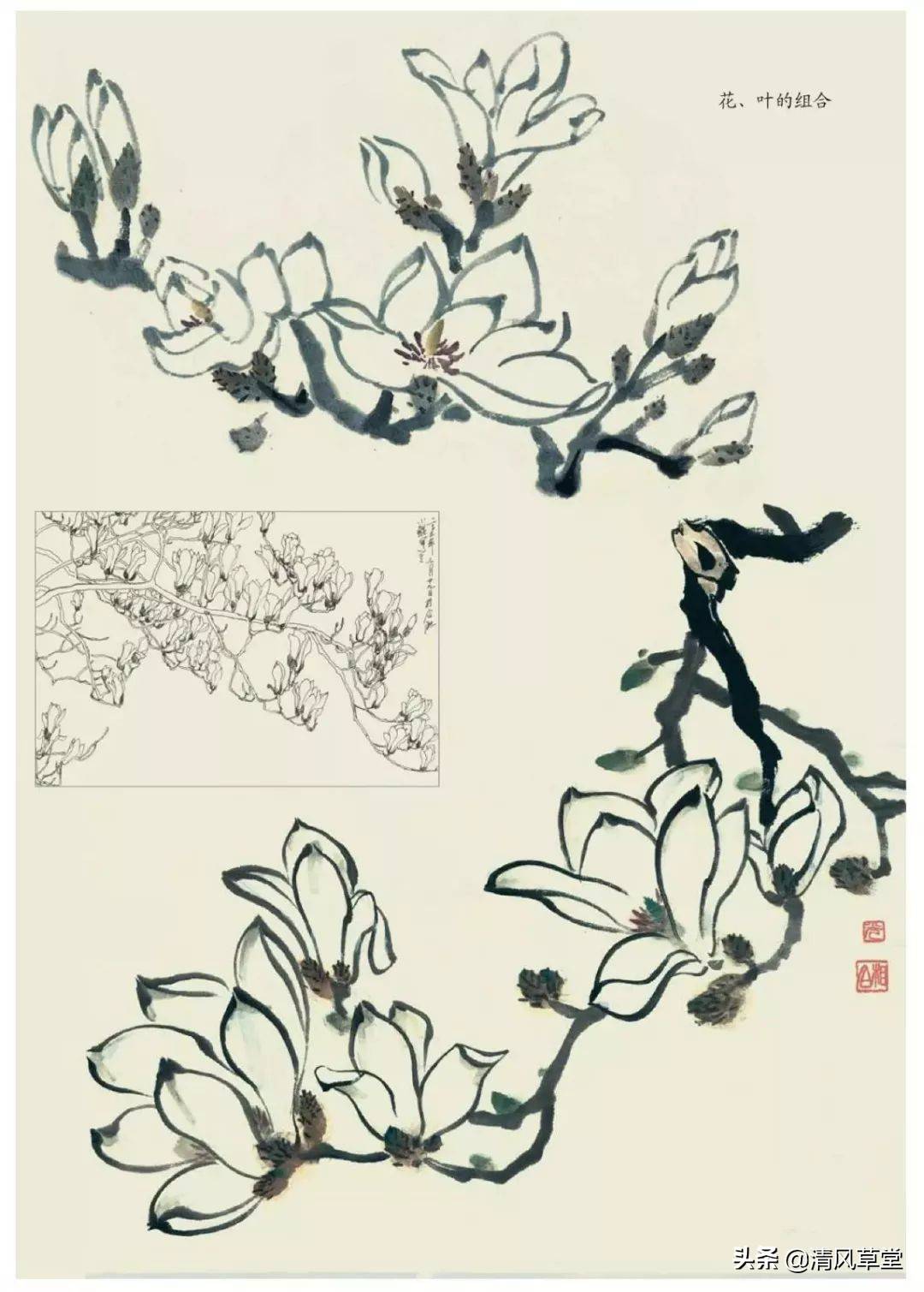 花的画法（史上最全花卉画法）-第43张图片