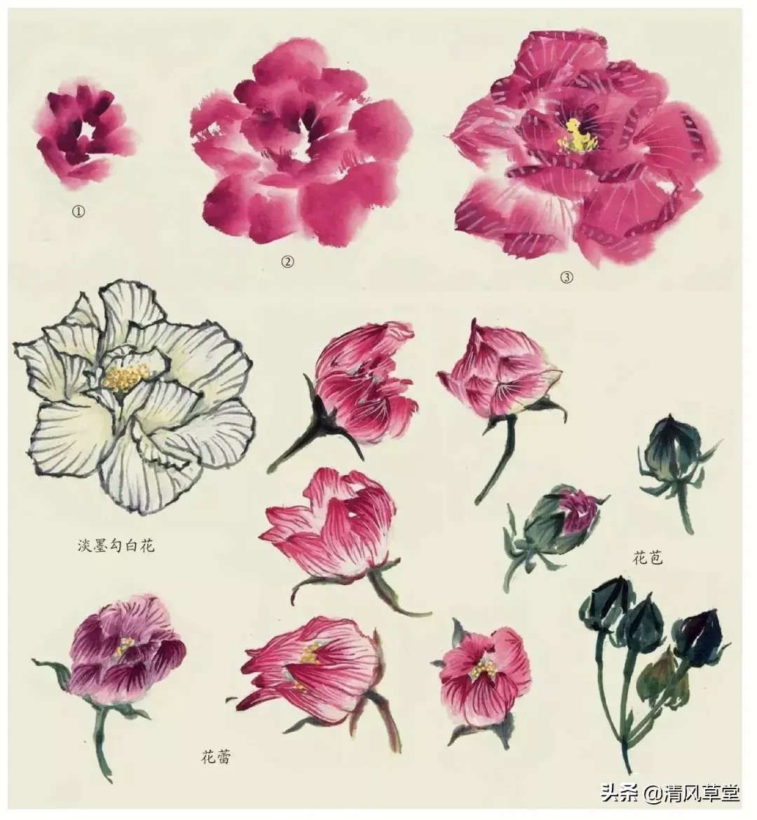 花的画法(史上最全花卉画法)-第44张图片 花的画法(史上最全花卉画法)-第44张图片