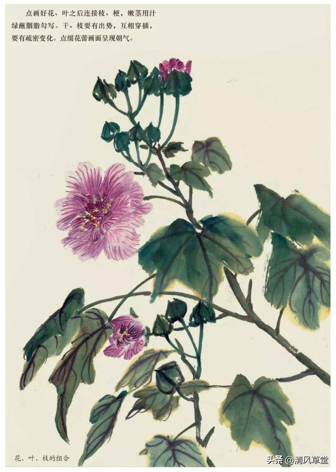 花的画法(史上最全花卉画法)-第46张图片 花的画法(史上最全花卉画法)-第46张图片