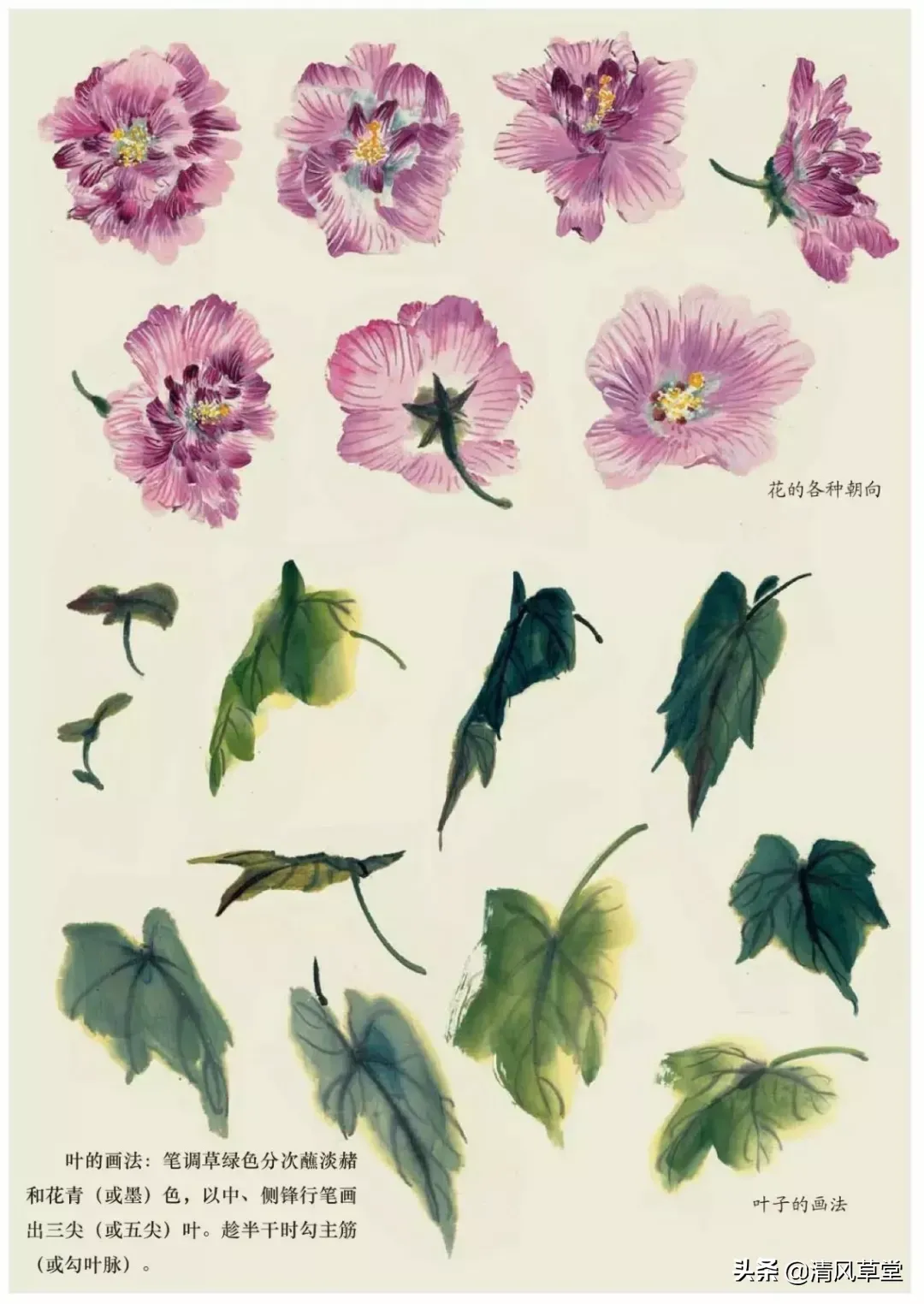 花的画法(史上最全花卉画法)-第45张图片 花的画法(史上最全花卉画法)-第45张图片