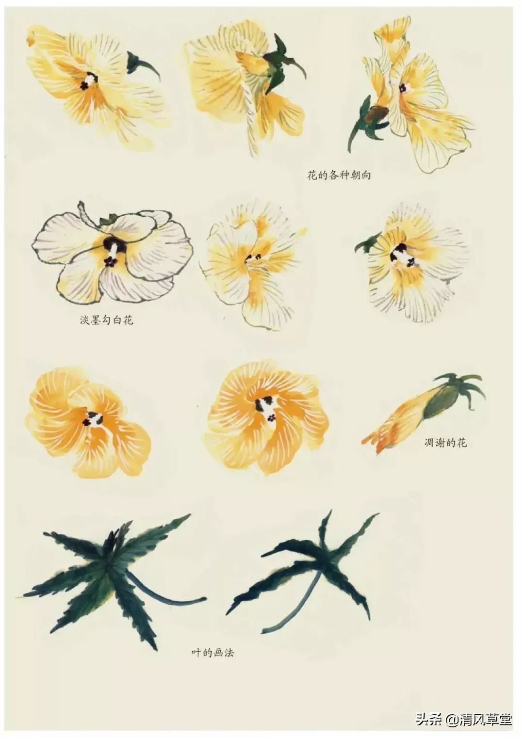花的画法(史上最全花卉画法)-第48张图片 花的画法(史上最全花卉画法)-第48张图片