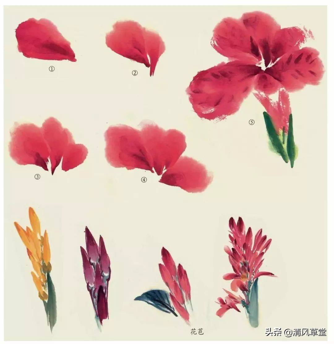 花的画法（史上最全花卉画法）-第51张图片