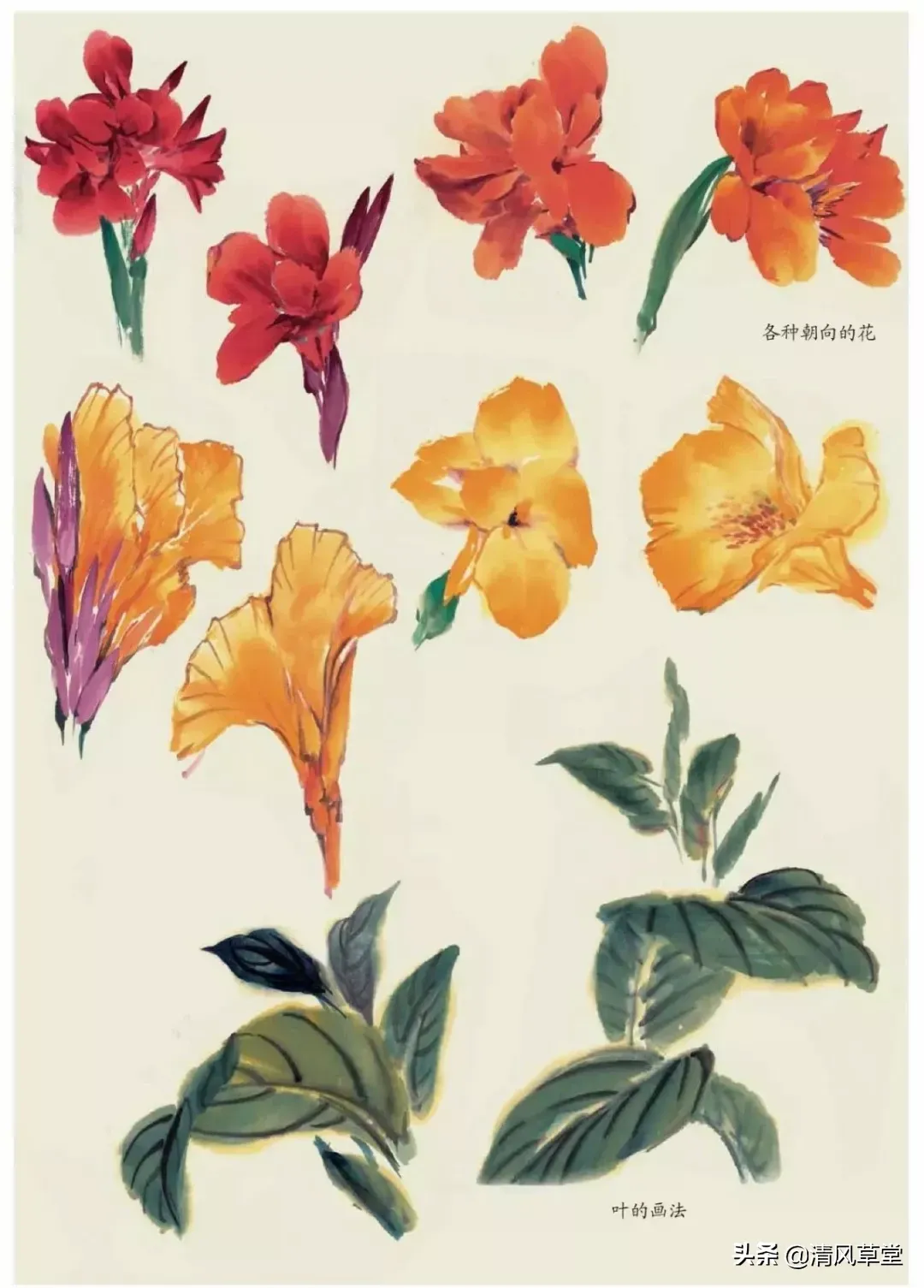 花的画法(史上最全花卉画法)-第52张图片 花的画法(史上最全花卉画法)-第52张图片