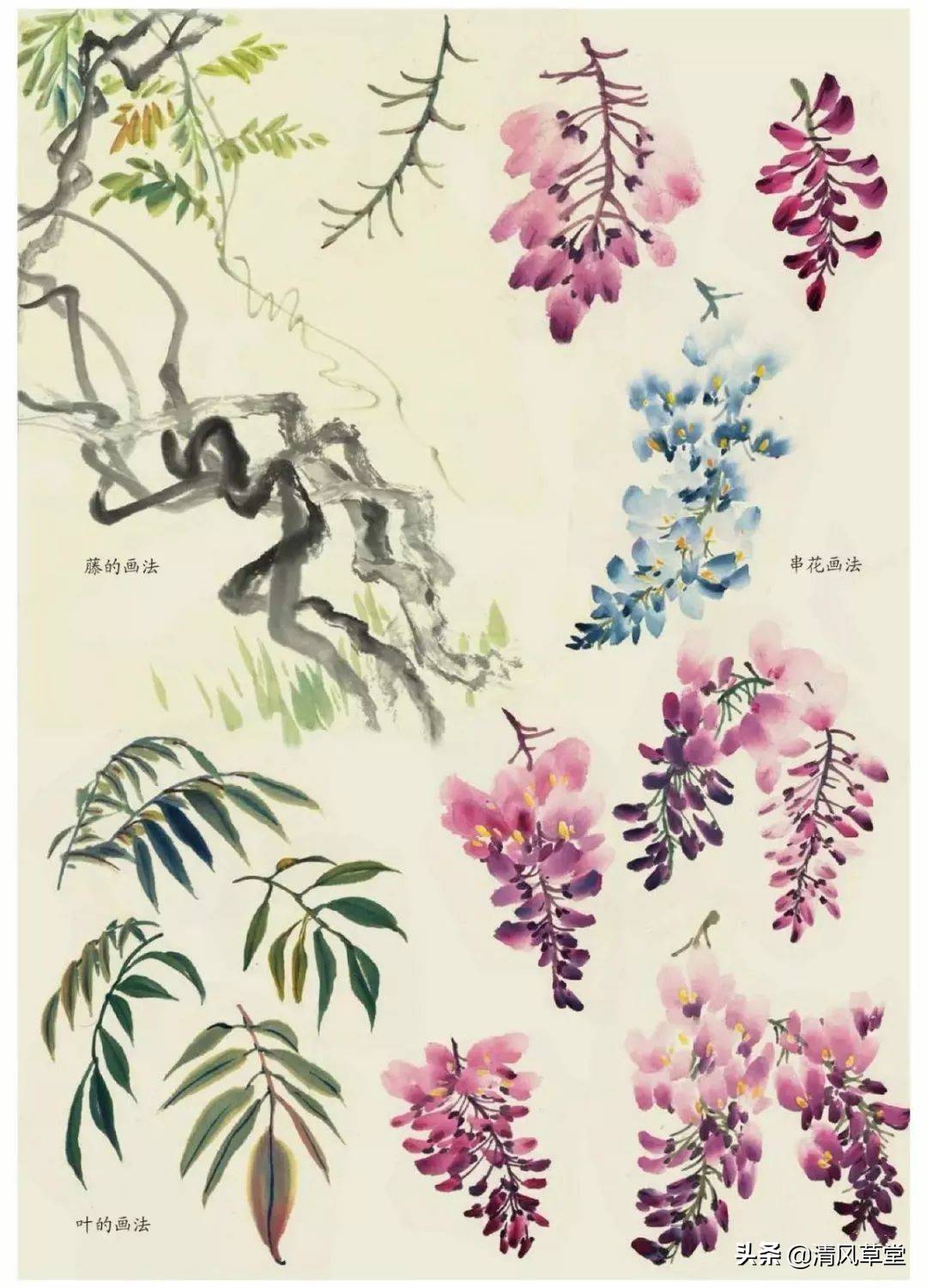 花的画法(史上最全花卉画法)-第55张图片 花的画法(史上最全花卉画法)-第55张图片