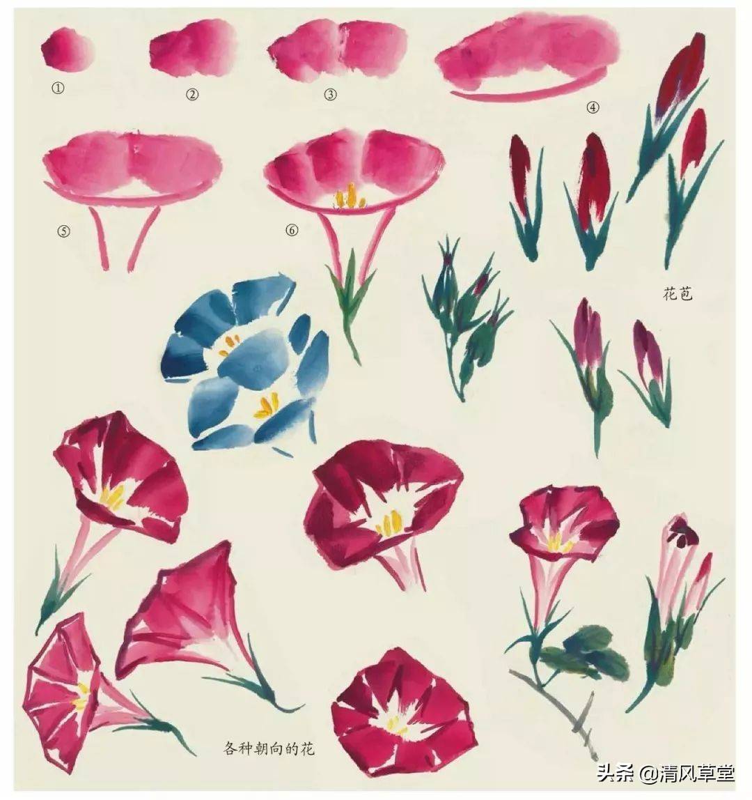 花的画法(史上最全花卉画法)-第58张图片 花的画法(史上最全花卉画法)-第58张图片
