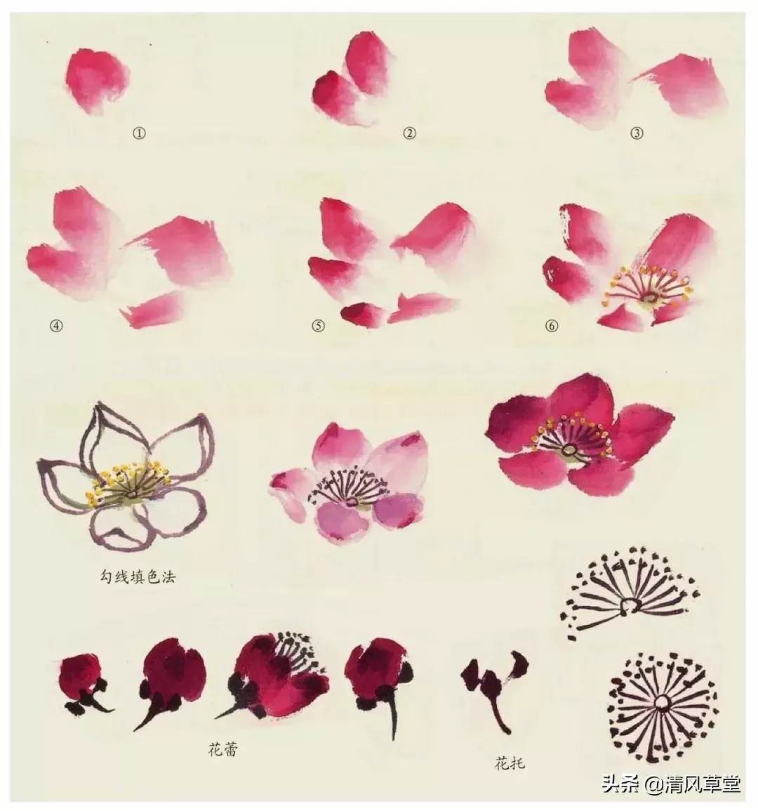 花的画法(史上最全花卉画法)-第60张图片 花的画法(史上最全花卉画法)-第60张图片