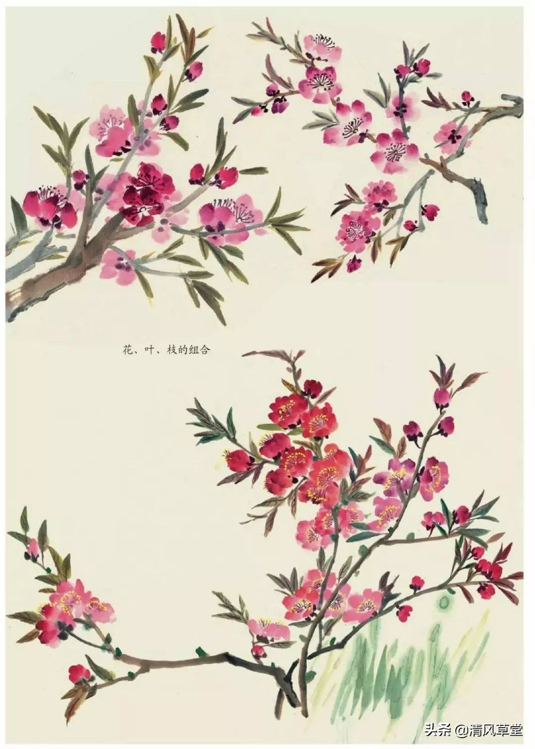 花的画法（史上最全花卉画法）-第62张图片