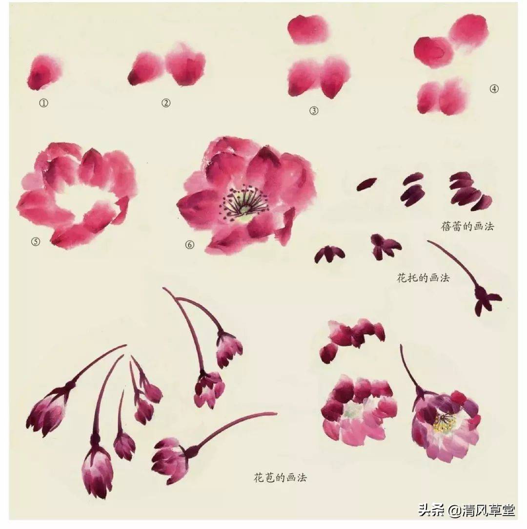 花的画法（史上最全花卉画法）-第65张图片