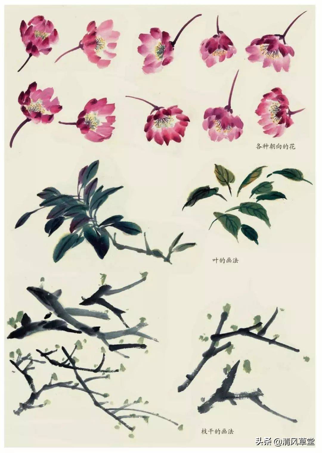 花的画法(史上最全花卉画法)-第66张图片 花的画法(史上最全花卉画法)-第66张图片