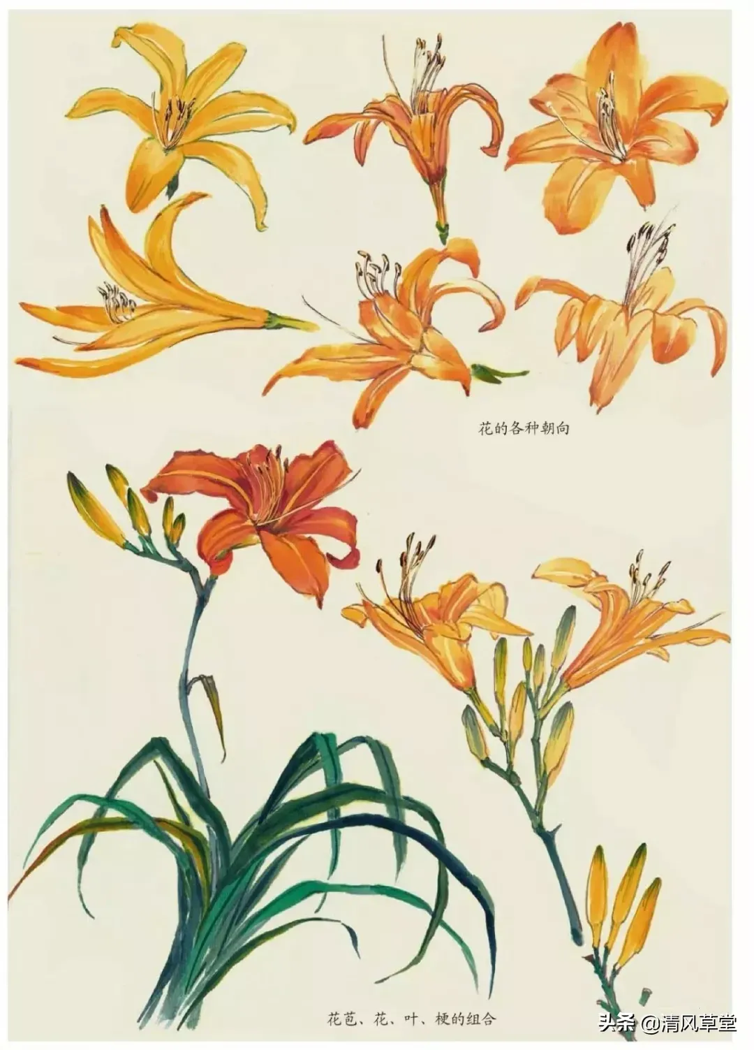 花的画法(史上最全花卉画法)-第64张图片 花的画法(史上最全花卉画法)-第64张图片