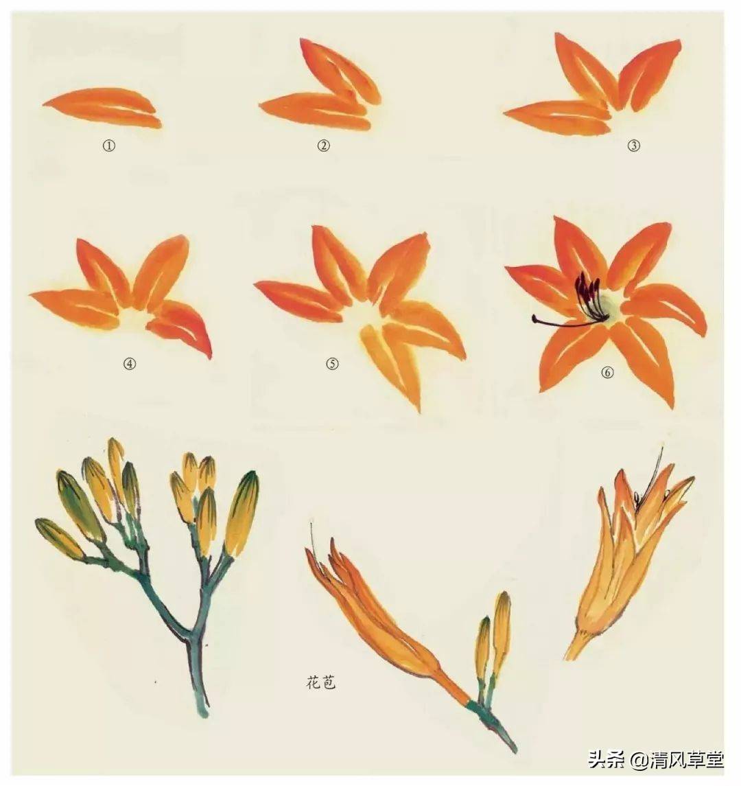 花的画法（史上最全花卉画法）-第63张图片