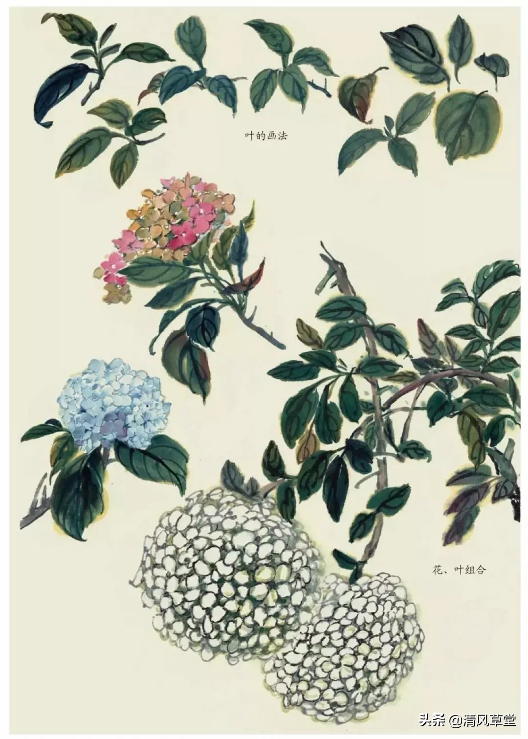 花的画法（史上最全花卉画法）-第70张图片