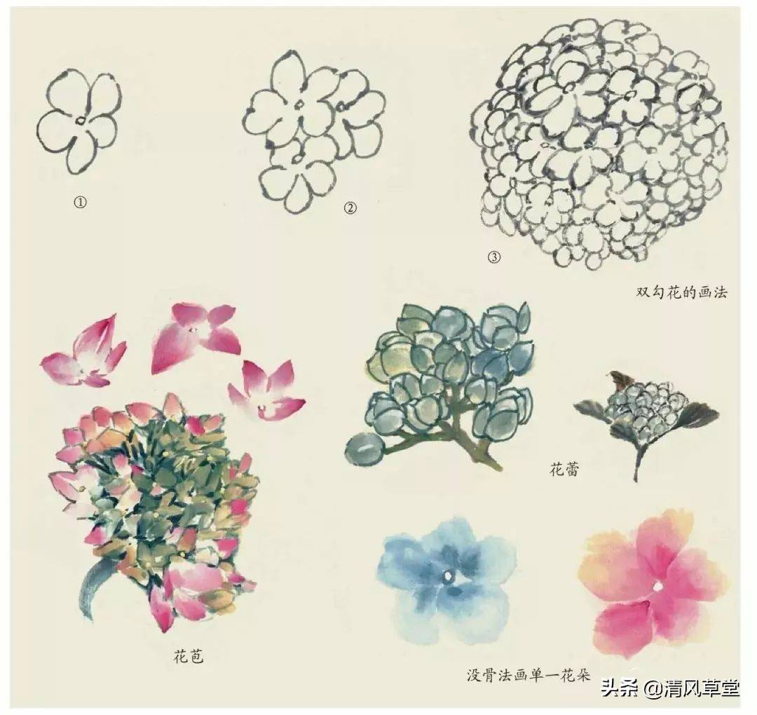 花的画法（史上最全花卉画法）-第69张图片