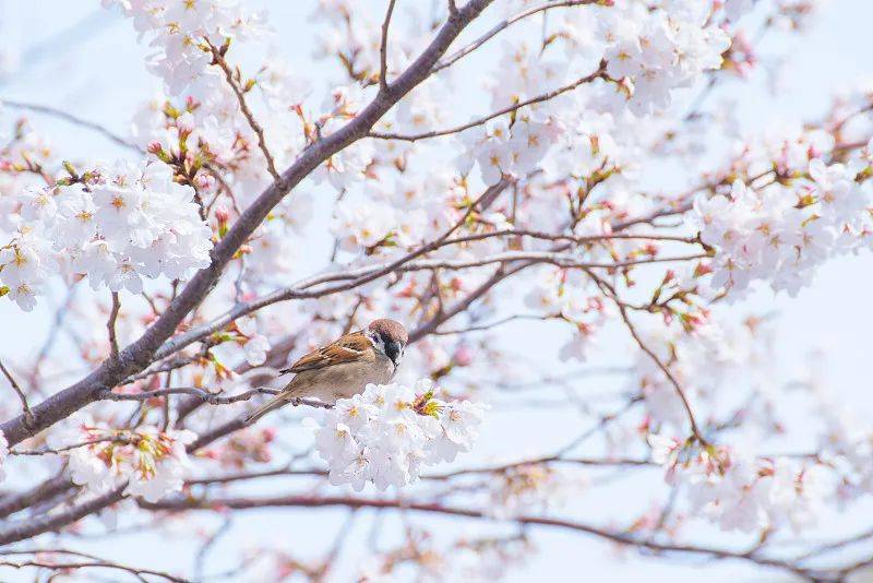 春分节气（二十四节气之春分）-第2张图片