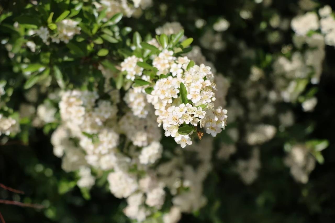 春分节气（二十四节气之春分）-第5张图片