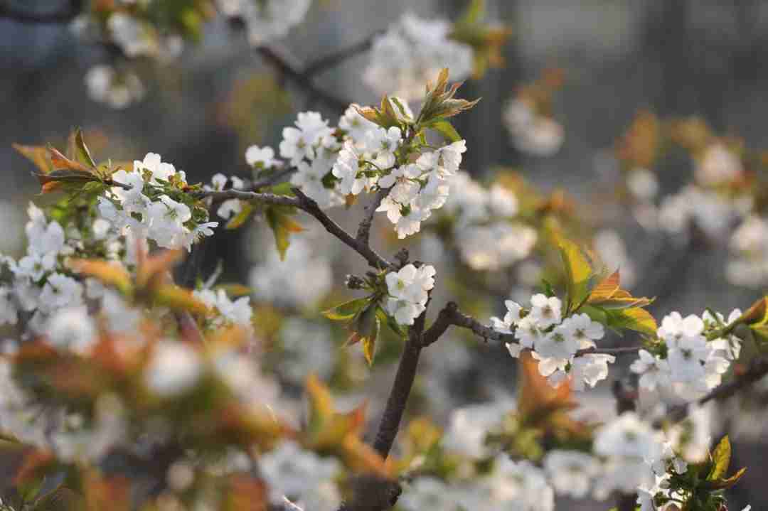 春分节气（二十四节气之春分）-第7张图片