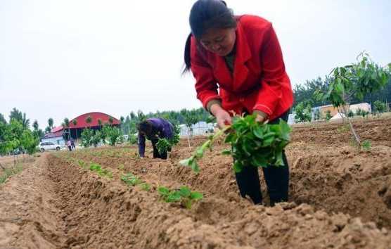 红薯的种植时间和方法（红薯几月份移栽好？）-第1张图片