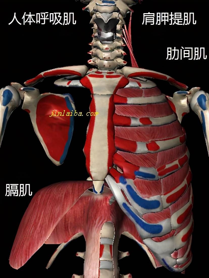 游泳好处和坏处（游泳的好处及弊端）-第3张图片