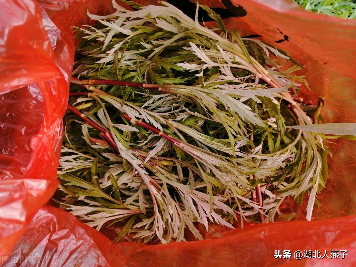 野菜大全（春天里31种野菜大图片）-第3张图片