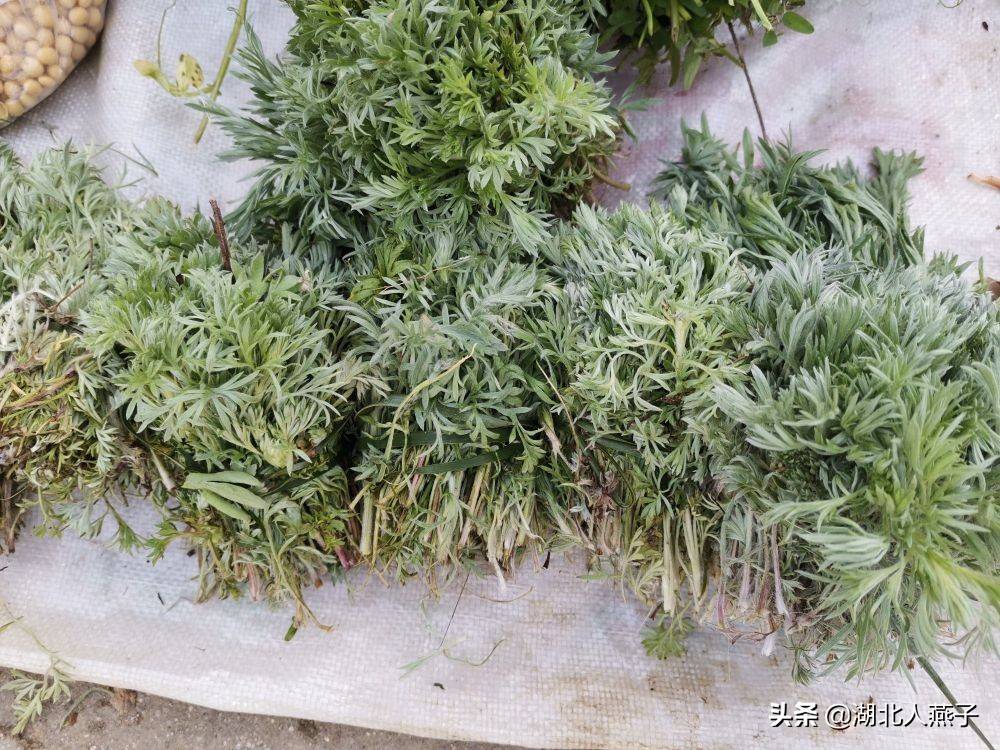 野菜大全（春天里31种野菜大图片）-第7张图片