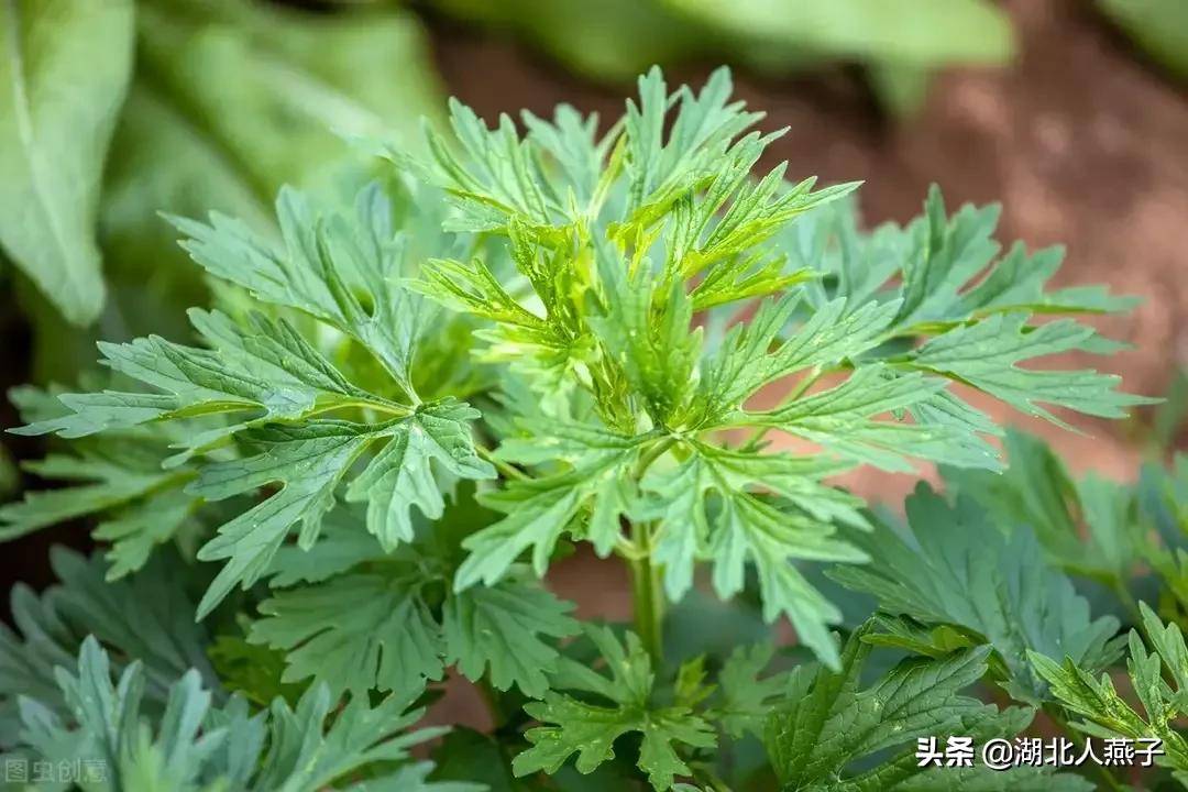 野菜大全（春天里31种野菜大图片）-第16张图片